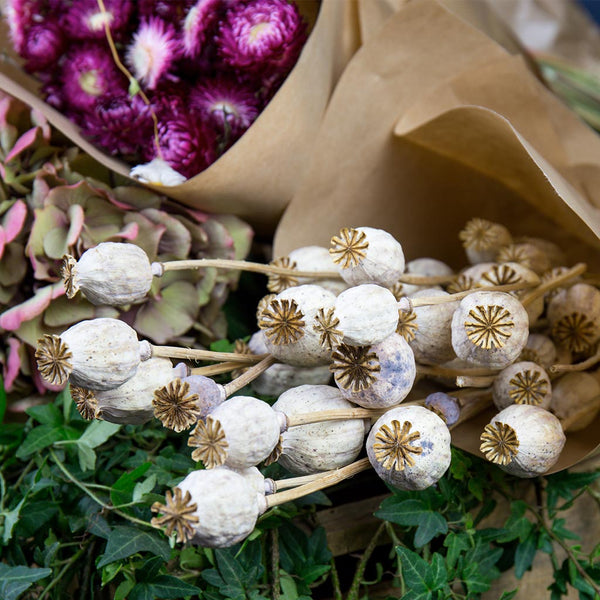 Pavot séché gris, nouvelle fleur séchée à prix mini sur le site !