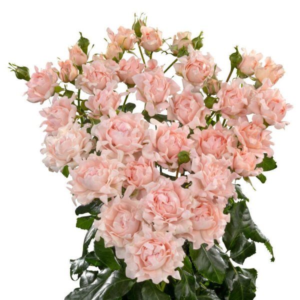 Roses Sweet Avalanche (10 tiges) - Atelier Rose Pivoine