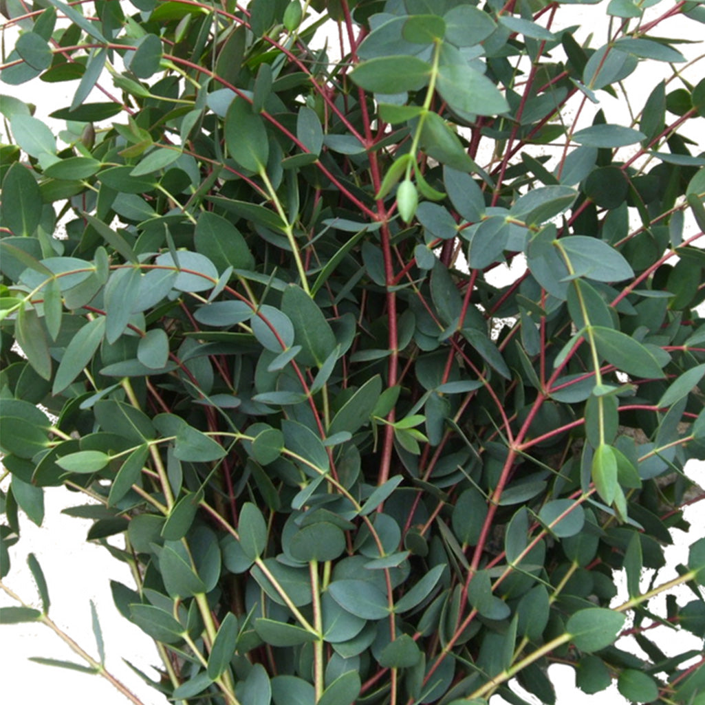 Branches fraîches d'Eucalyptus Cinerea, 300 grammes, Longueur ± 70  centimètres 