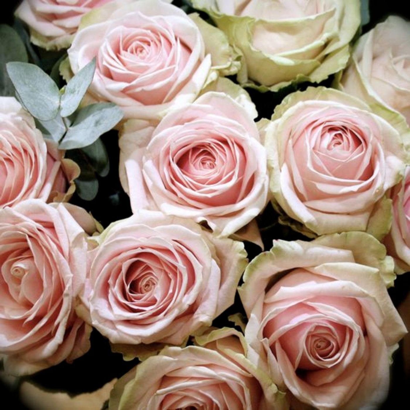 Rose rose - Fleur fraîche coupée à prix de gros