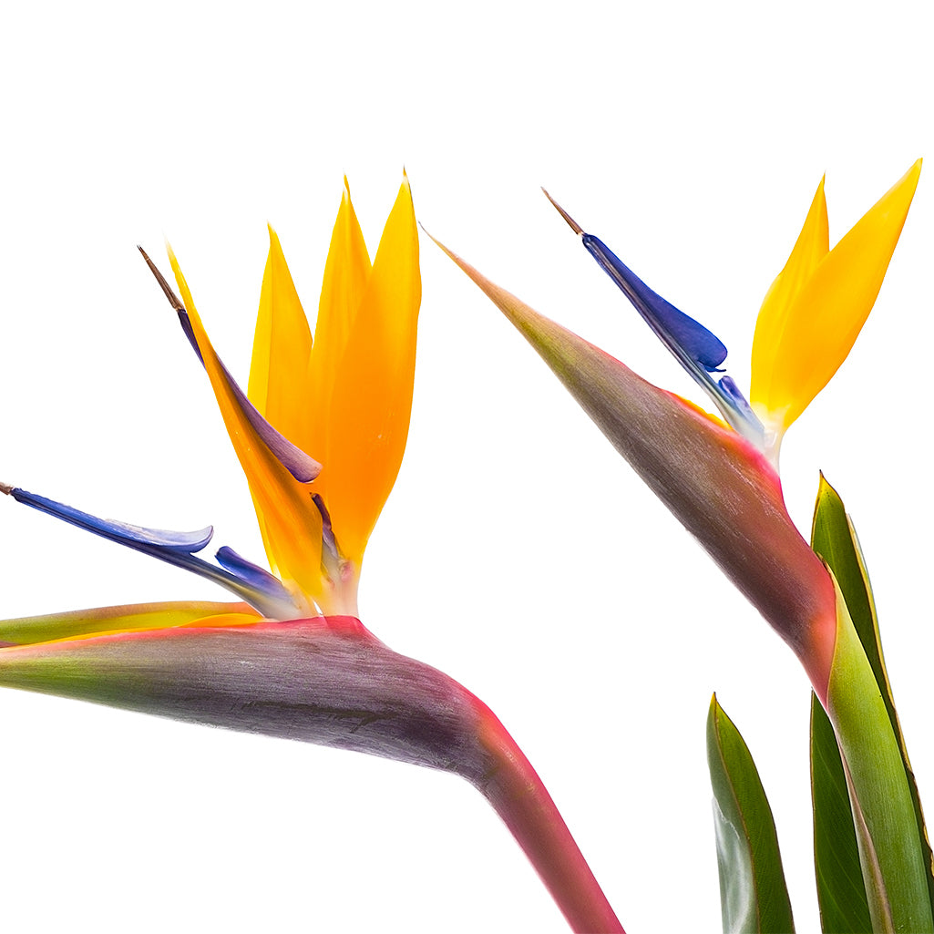 Strelitzia (5 tiges)