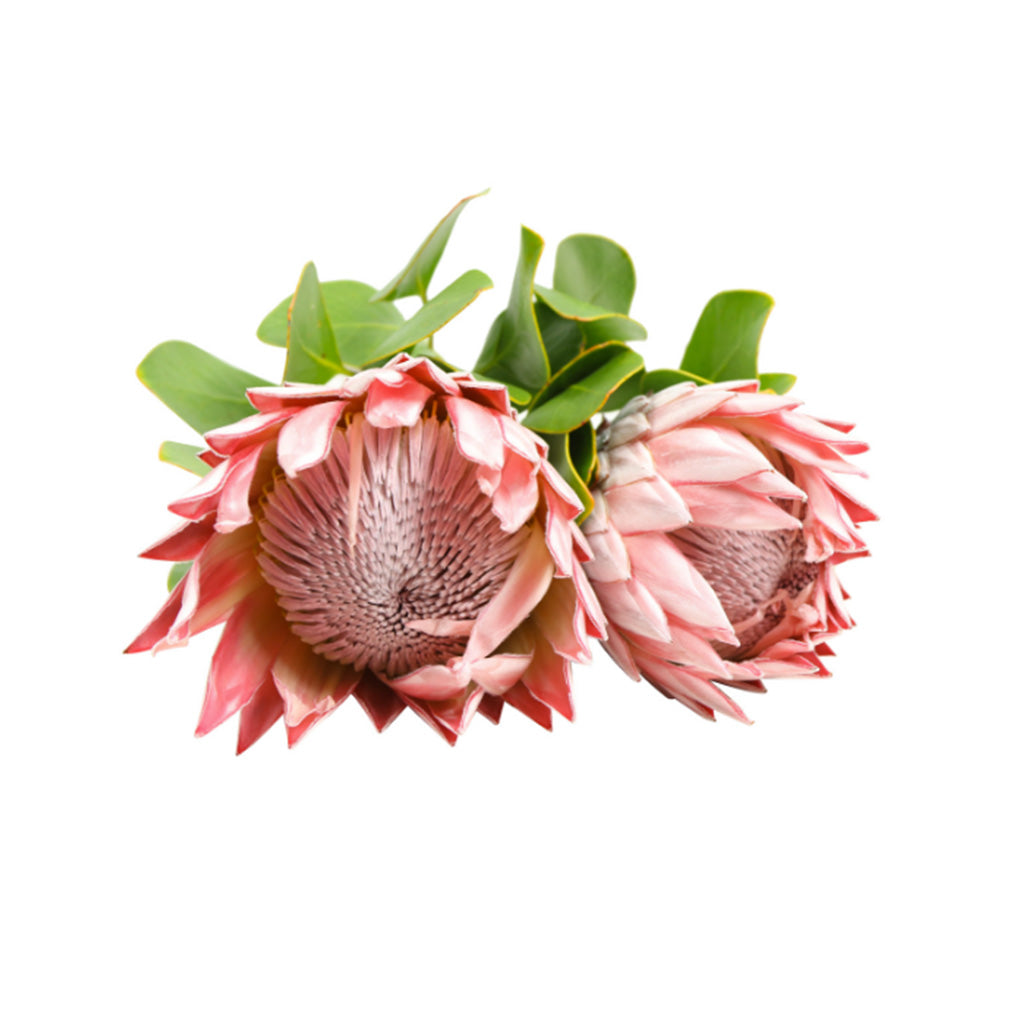 Protea King