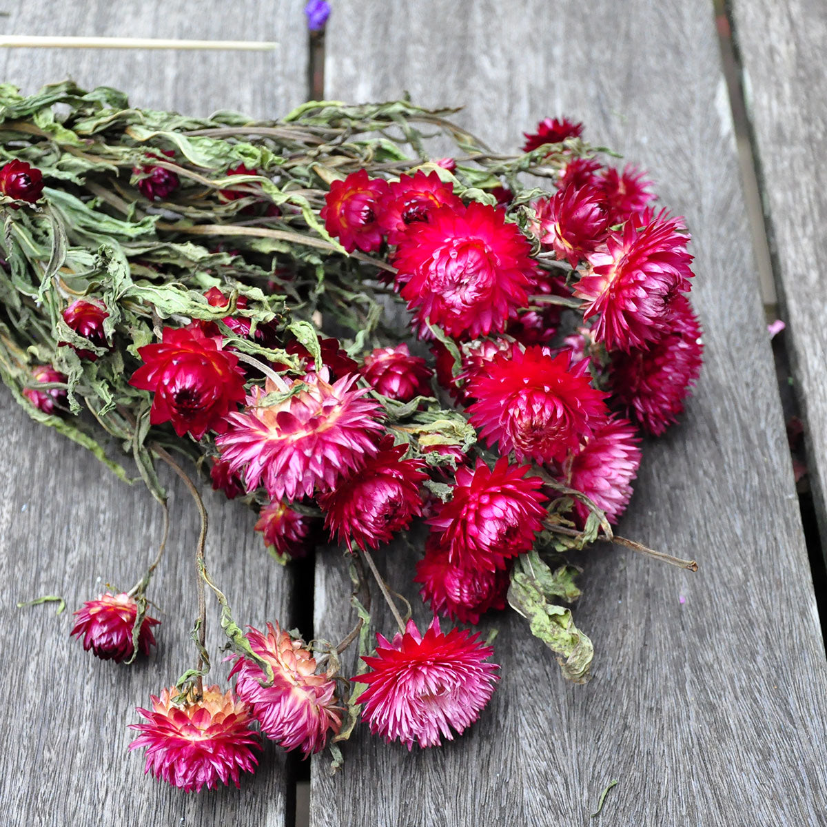 Helichrysum rose foncé séché - fleurs séchées